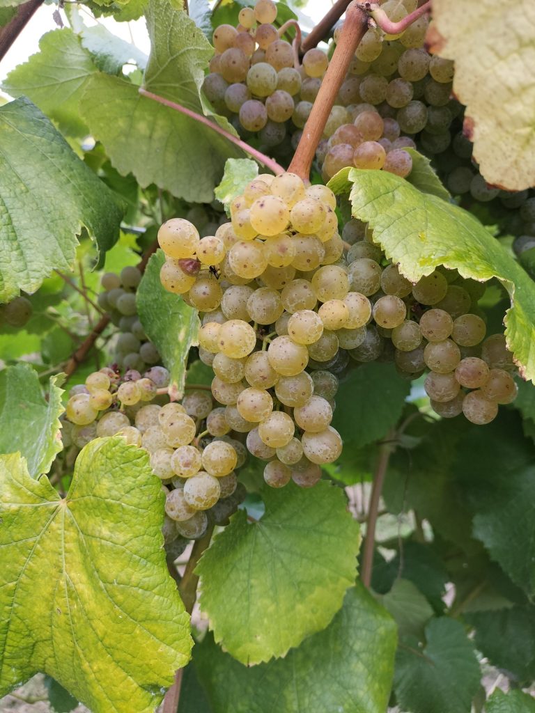 Uvas en racimos verdes