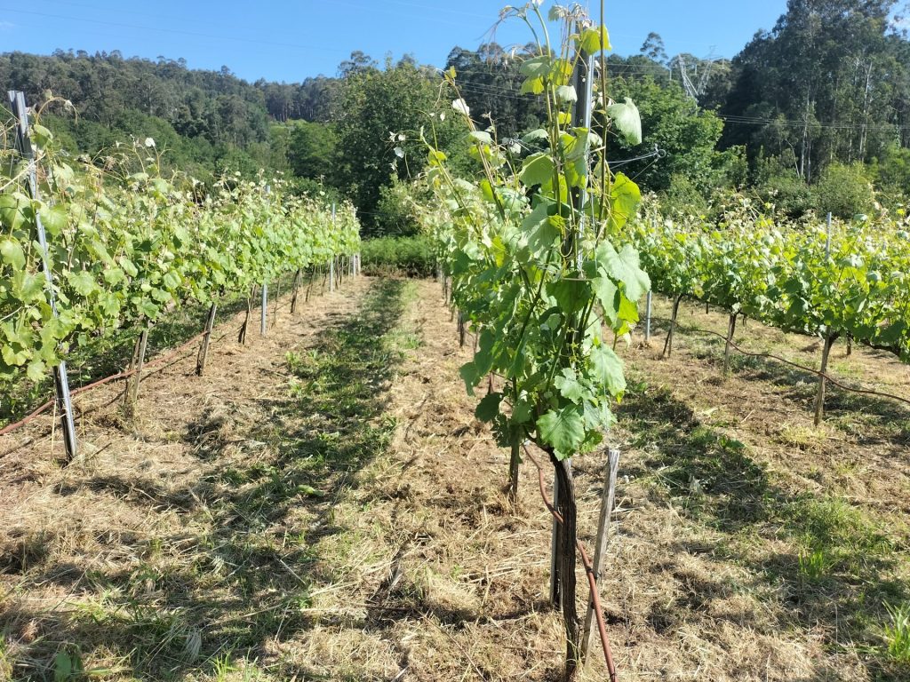Viñedo en un día soleado