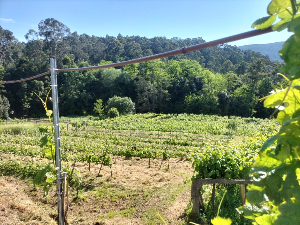 Viñedo con vegetación exuberante