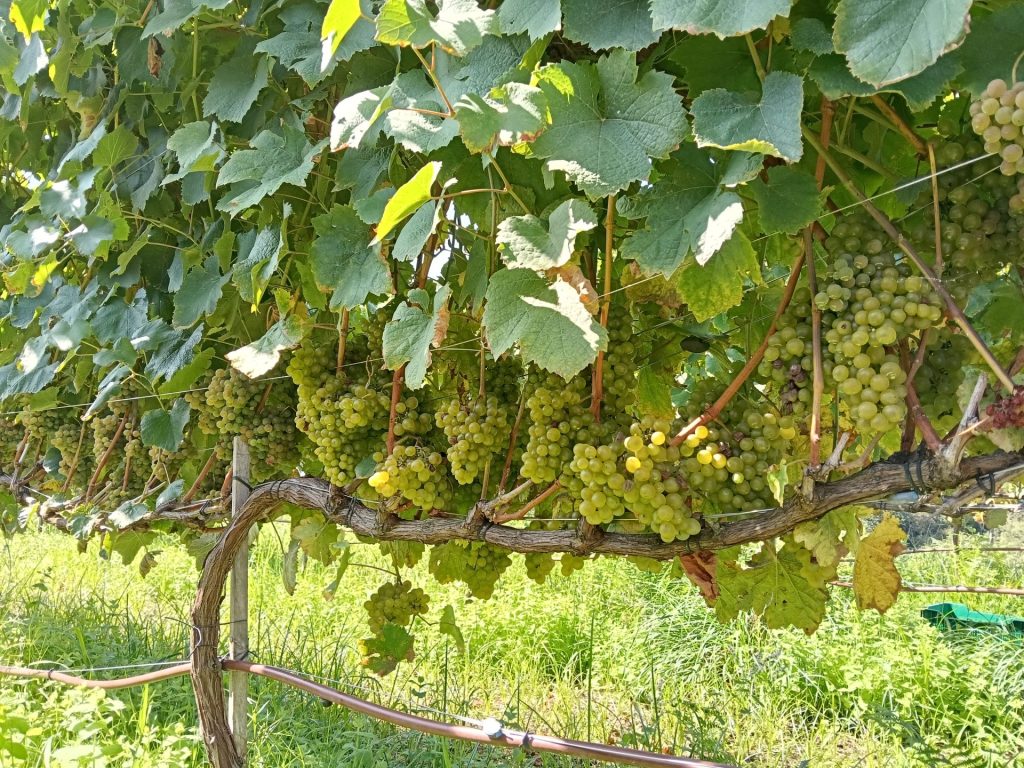 Uva verde en viñedo soleado