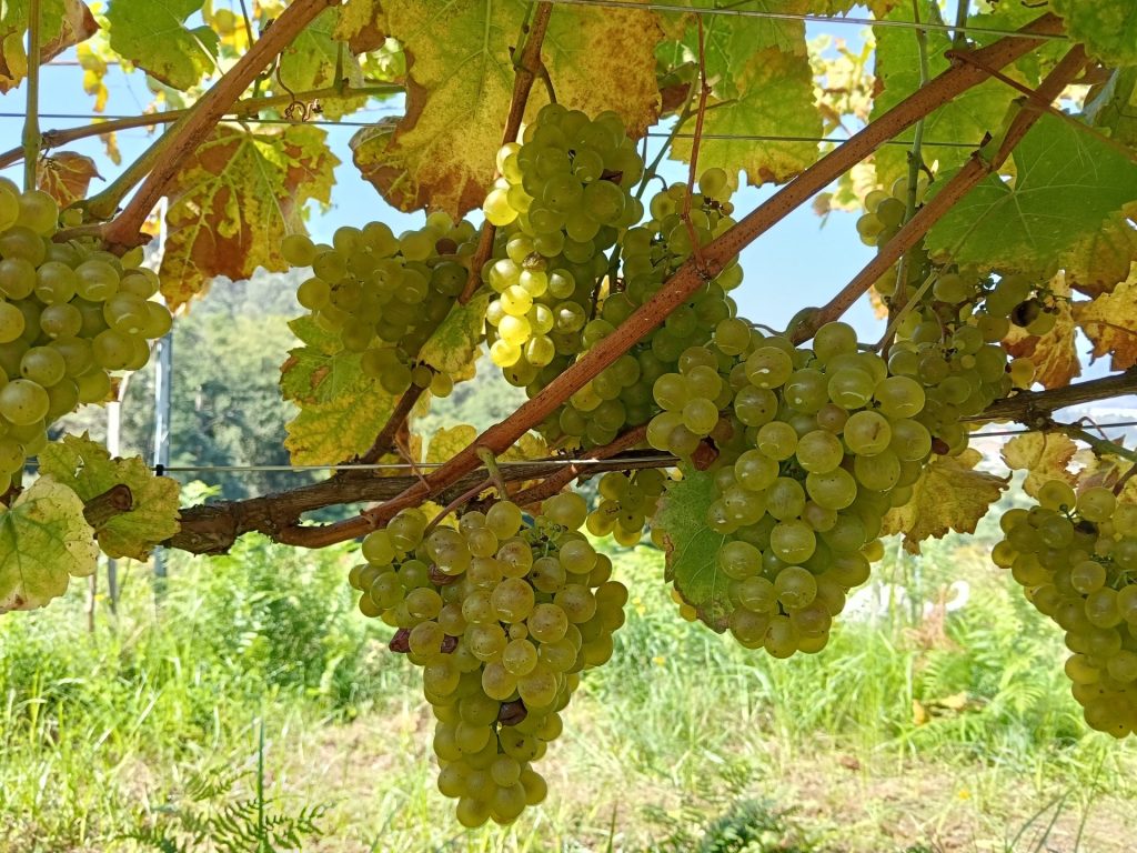 Racimos de uvas verdes frescas