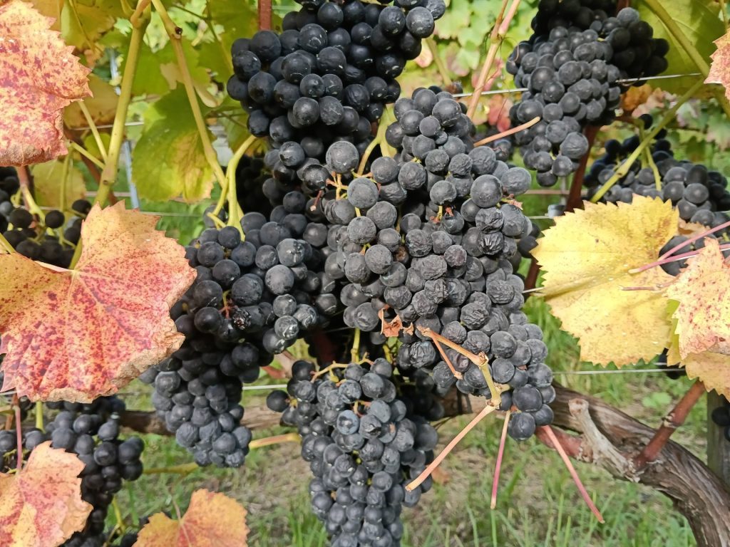 Uvas negras en parras verdes