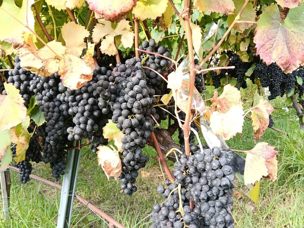 Uvas maduras en la viña