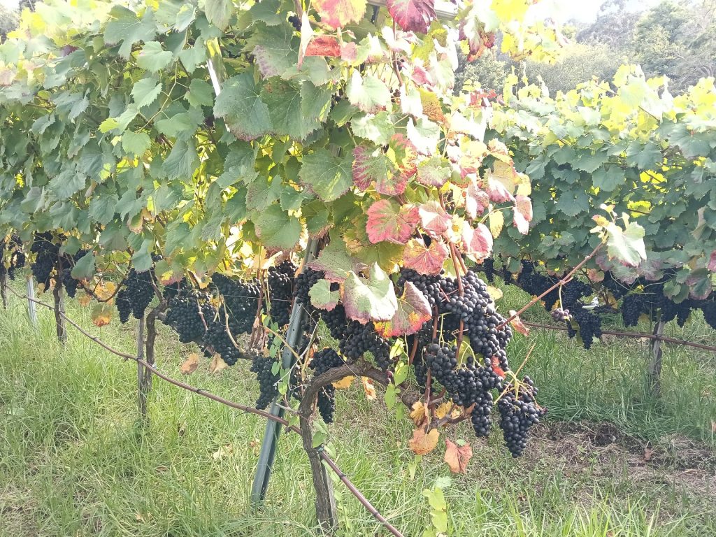 Viña con uvas negras maduras