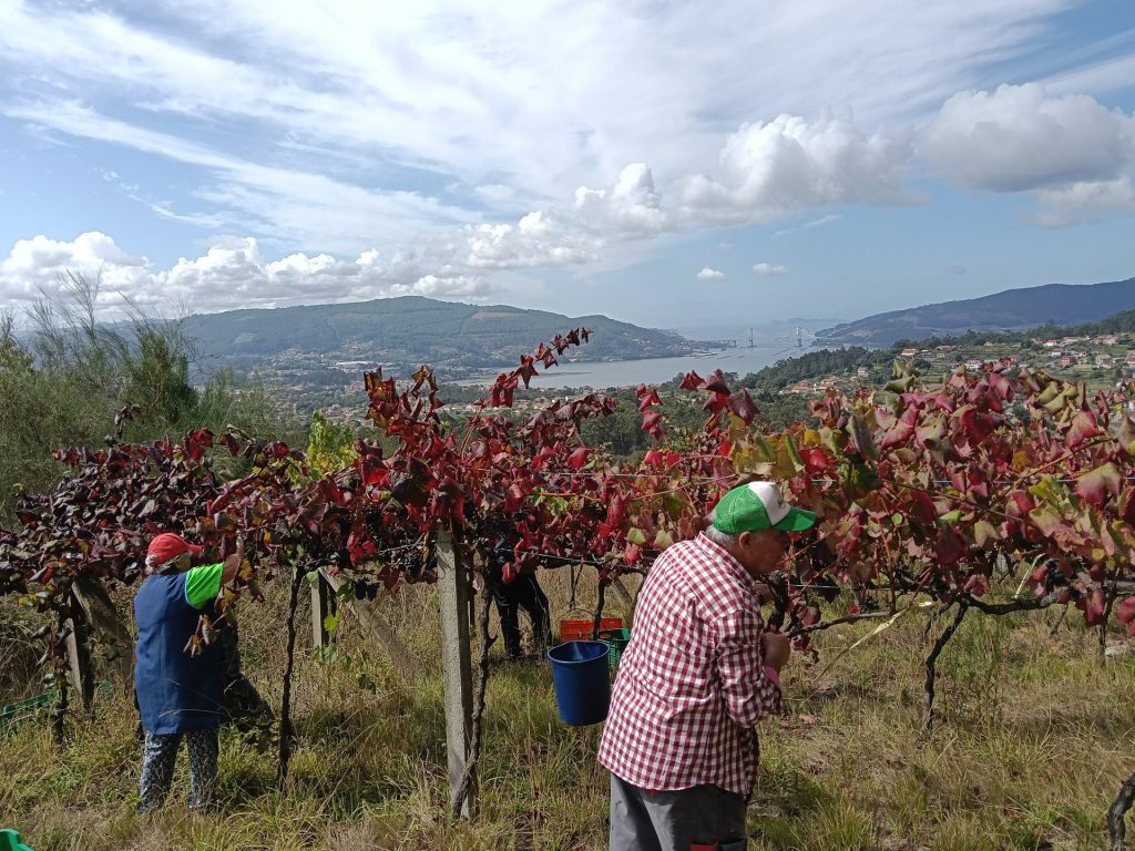 Vendimia en un paisaje montañoso