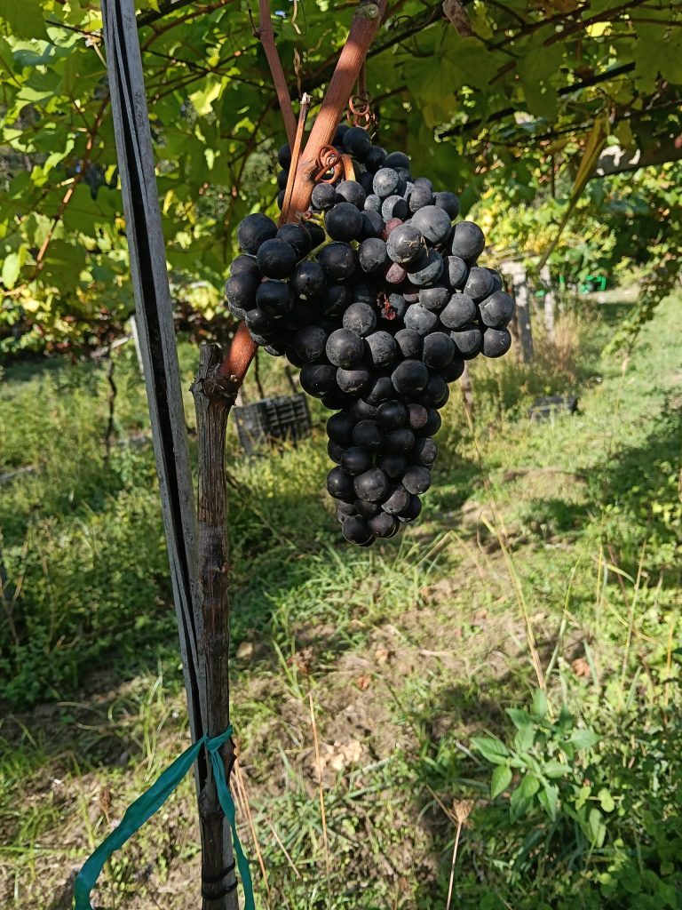 Racimo de uvas negras maduras