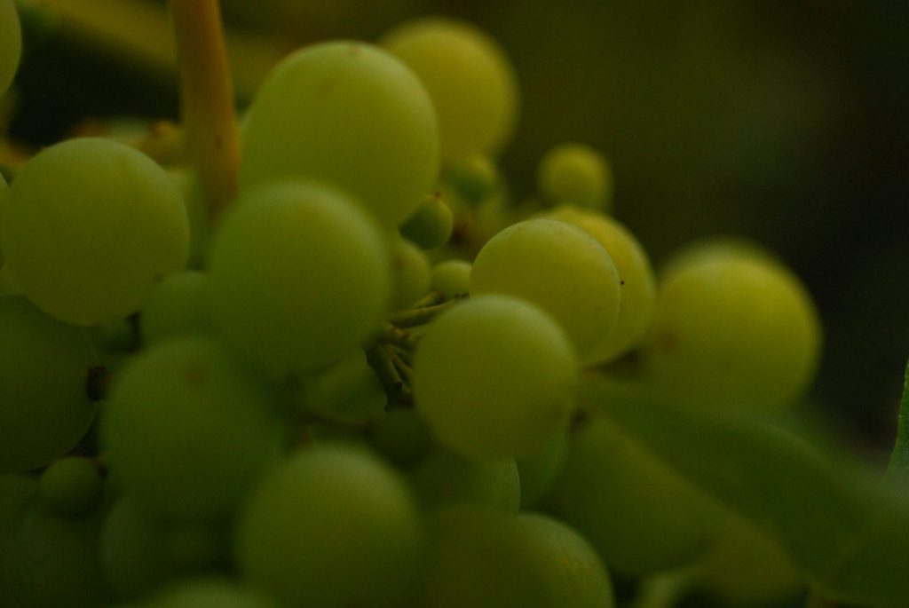 un racimo de uvas verdes colgando de un árbol